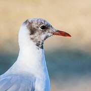 Mouette rieuse