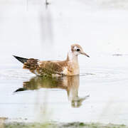 Mouette rieuse