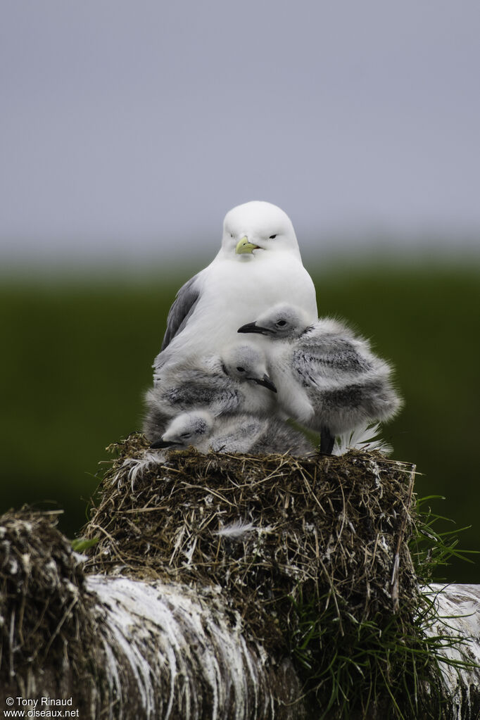 Mouette tridactyle, identification, Nidification, r. coloniale