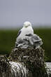 Mouette tridactyle