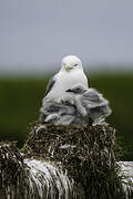 Mouette tridactyle