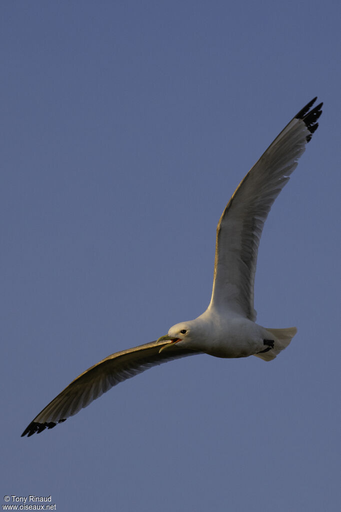 Mouette tridactyleadulte nuptial, composition, Vol