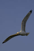 Black-legged Kittiwake