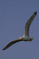 Mouette tridactyle