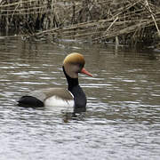 Red-crested Pochard