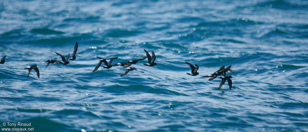 European Storm Petrel, Flight