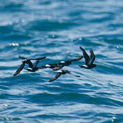 European Storm Petrel