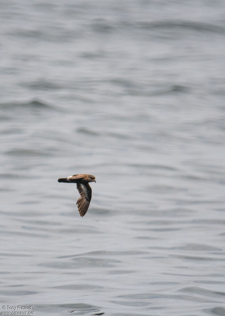 European Storm Petrel, aspect, Flight