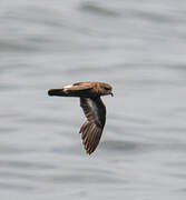 European Storm Petrel