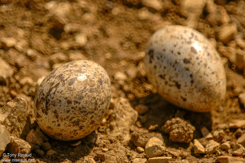 Eurasian Stone-curlew, Reproduction-nesting
