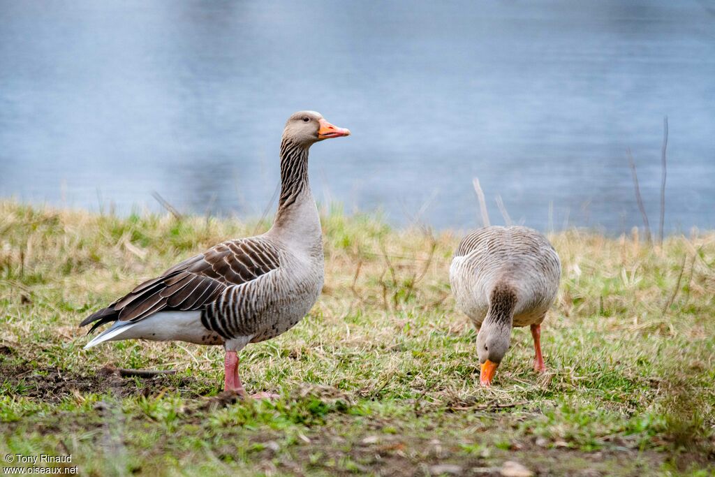 Greylag Gooseadult, aspect, walking, eats