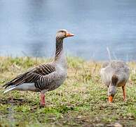 Greylag Goose