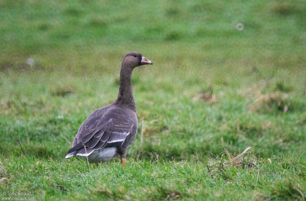 Greater White-fronted GooseSecond year, identification, aspect, pigmentation, walking