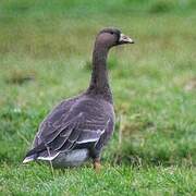 Greater White-fronted Goose