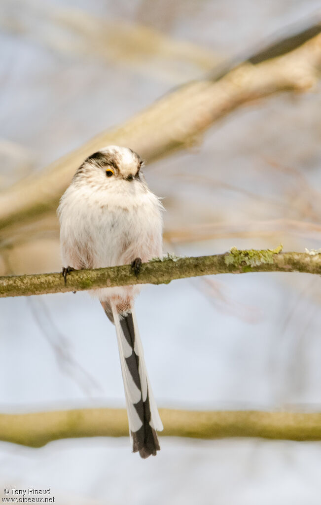 Long-tailed Titadult, identification, aspect