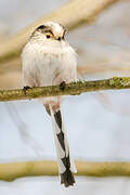 Long-tailed Tit