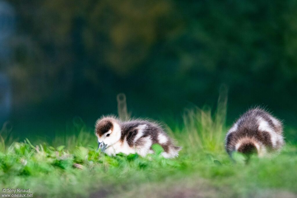 Egyptian Goose, aspect, walking, eats