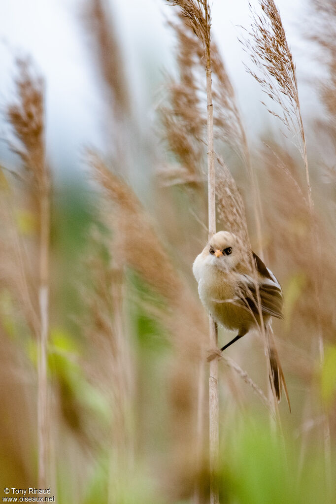 Bearded Reedling female adult, identification, aspect, camouflage