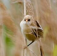 Bearded Reedling