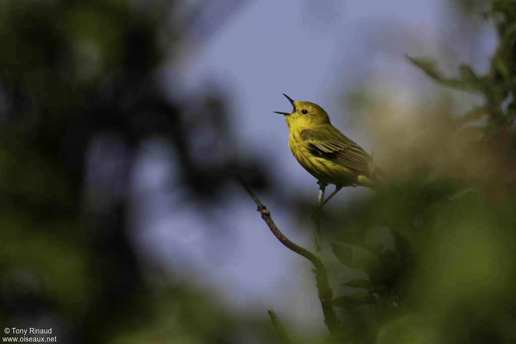 American Yellow Warbleradult breeding, identification, aspect, song