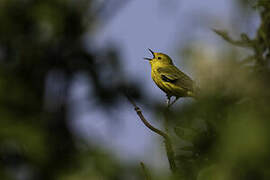 American Yellow Warbler