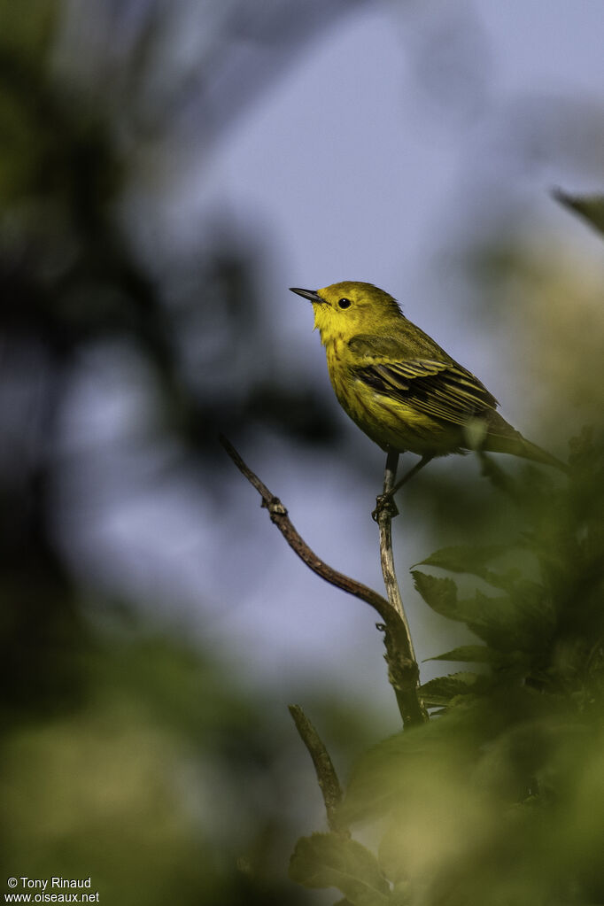 American Yellow Warbleradult breeding, identification, aspect