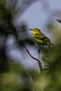 American Yellow Warbler