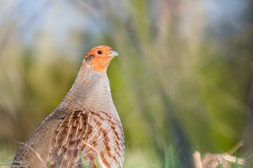 Grey Partridge male adult, close-up portrait, aspect, pigmentation, walking