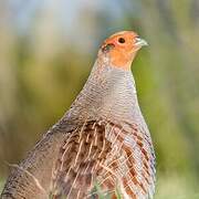 Grey Partridge