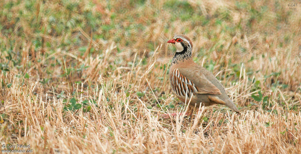 Red-legged Partridgeadult, identification, aspect, pigmentation, walking