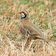 Red-legged Partridge