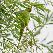 Rose-ringed Parakeet