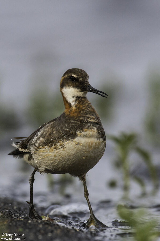 Phalarope à bec étroitadulte nuptial, identification, composition, pigmentation, marche