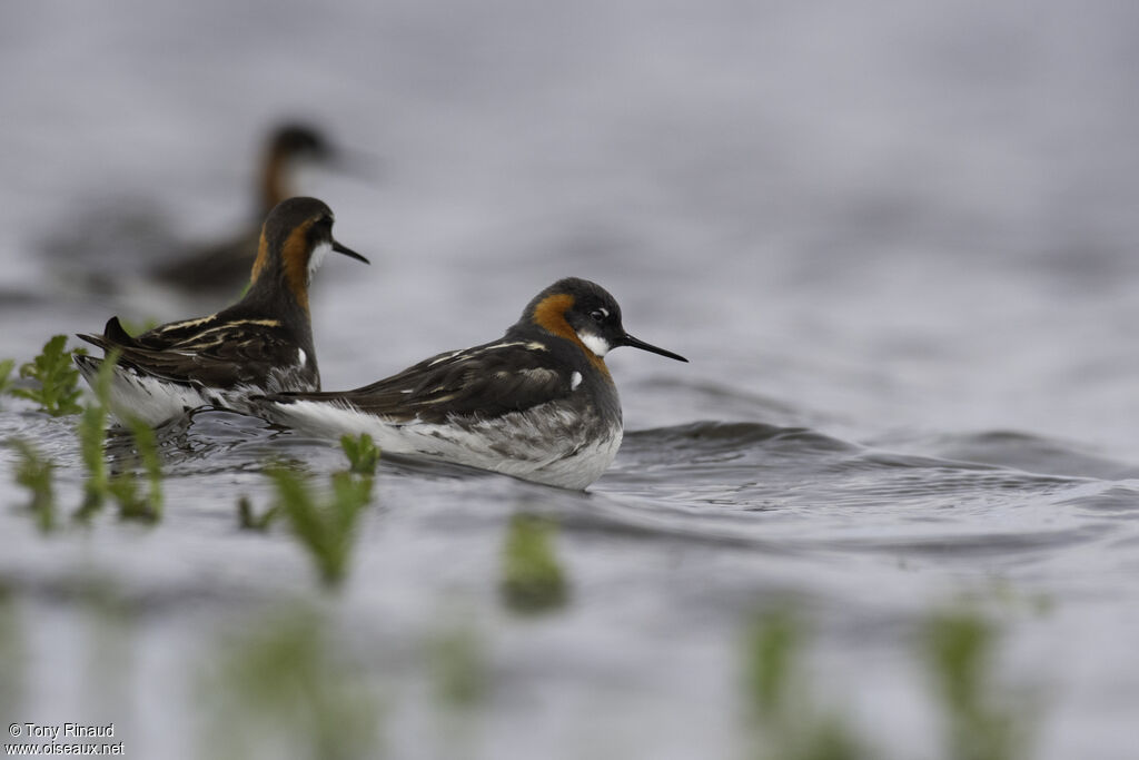 Phalarope à bec étroitadulte nuptial, composition, nage