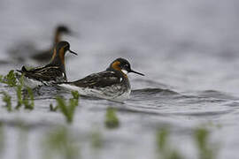 Phalarope à bec étroit