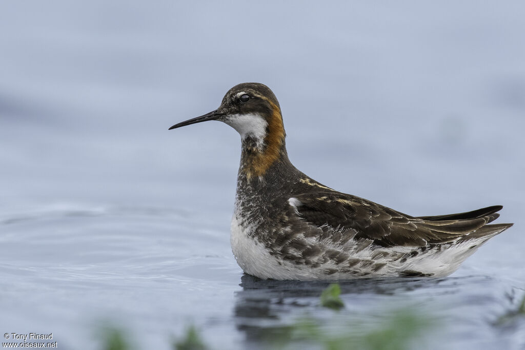 Phalarope à bec étroit mâle adulte nuptial, identification, composition, pigmentation, nage