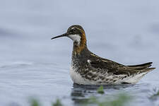 Phalarope à bec étroit