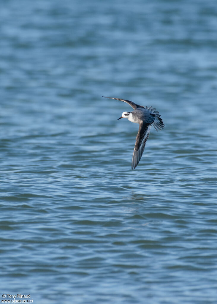 Phalarope à bec largeinternuptial, composition, Vol