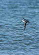 Phalarope à bec large