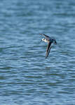 Phalarope à bec large