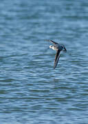 Red Phalarope