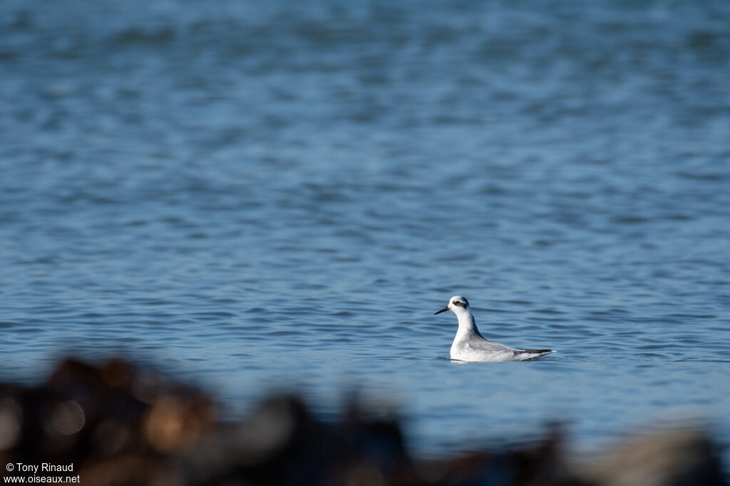 Phalarope à bec largeinternuptial, identification, composition, nage