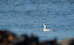 Phalarope à bec large