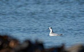 Red Phalarope