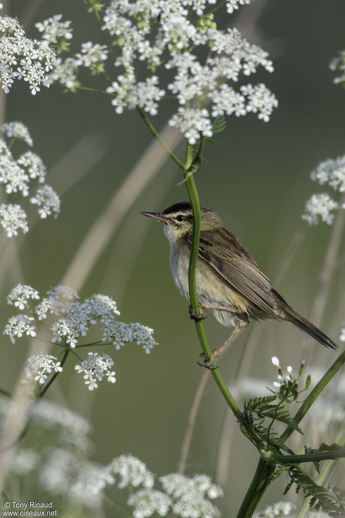 Sedge Warbleradult, identification, aspect