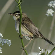 Sedge Warbler