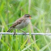 Sedge Warbler