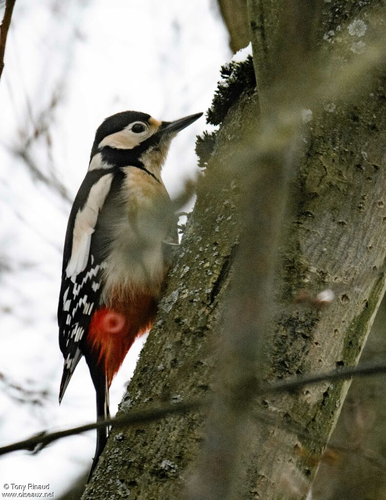 Great Spotted Woodpecker female adult, identification, aspect, walking