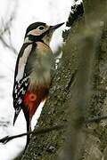 Great Spotted Woodpecker