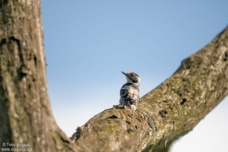 Lesser Spotted Woodpecker female adult, identification, aspect, walking